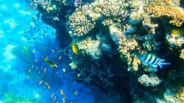 تايمز: شرم الشيخ ضمن قائمة أجمل 20 وجهة سياحية عالمية في نوفمبر 2025