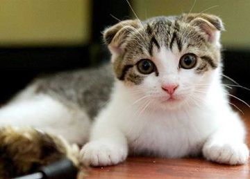 في خطوة لإنقاذ حياة البشر.. التوصل إلى علاج لسرطان الرأس والرقبة في القطط