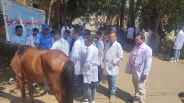 الزراعة تطلق 270 قافلة بيطرية مجانية في 257 قرية خلال الشهر الماضي الزراعة تطلق 270 قافلة بيطرية مجانية في 257 قرية خلال الشهر الماضي