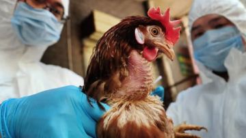 كارثة صحية وزراعية عودة إنفلونزا الطيور في هذه الدولة.. ايه الحكاية؟ كارثة صحية وزراعية عودة إنفلونزا الطيور في هذه الدولة.. ايه الحكاية؟