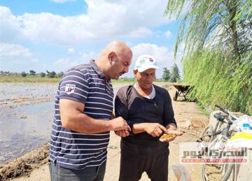 بدء زراعة المحاصيل الشتوية في كفر الشيخ.. وفرحة بين الفلاحين بقدوم العائل الكبير 