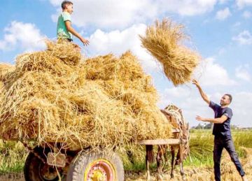 بفضل الدلتا الجديدة.. أحمد موسى: مصر توفر مليوني طن من القمح بحلول 2027 (فيديو)