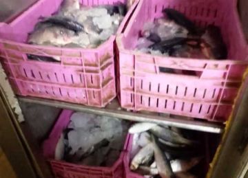 ضبط وإعدام 220 كيلو أسماك ولحوم غير صالحة للاستهلاك في سوهاج