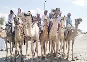 محافظ شمال سيناء يفتتح مهرجان الهجن بالعريش محافظ شمال سيناء يفتتح مهرجان الهجن بالعريش