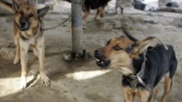 بلاغ للنائب العام بعد تسميم كلاب حدائق الأهرام.. ومنى خليل: القتل ليس حلا