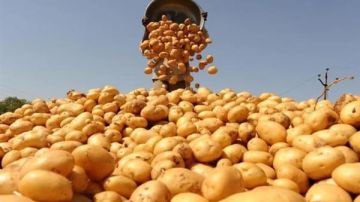 الصادرات الزراعية المصرية تتخطى 7 ملايين طن بزيادة 650 ألف طن عن العام الماضي