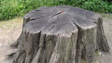 في ذكرى المولد.. تعرف على قصة حنين الجذع شوقا لسيدنا النبي