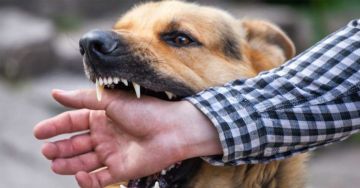 بعد تزايد الإصابات.. تفاصيل بروتوكول التطعيم الجديد ضد السعار