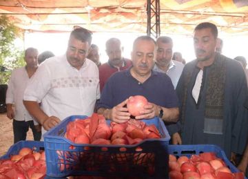 حصاد الذهب الأحمر .. محافظ أسيوط يتفقد مواقع تجهيز وتصدير الرمان بقرية بويط (صور) حصاد الذهب الأحمر .. محافظ أسيوط يتفقد مواقع تجهيز وتصدير الرمان بقرية بويط (صور)