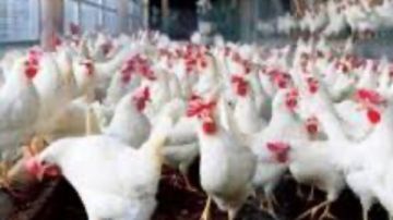 أسعار الدواجن والبيض اليوم الاثنين 22 سبتمبر 2025