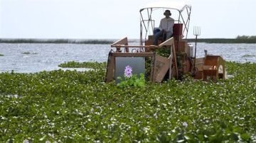 قطاع حماية نهر النيل يوضح أبرز طرق مكافحة نبات ورد النيل
