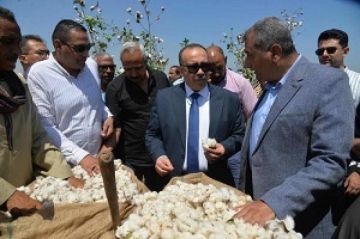 محافظ أسيوط يفتتح موسم جني القطن لعام 2025.. ويؤكد دعم كامل للفلاح وإعادة الذهب الأبيض لمكانته التاريخية