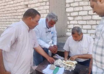 3214 فدانا.. مركزان لتجميع الأقطان مع بدء موسم التوريد بأسيوط