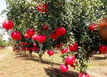 الرمان وهرمون الشباب.. نتائج واعدة لصحة كبار السن