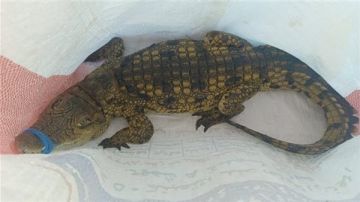 بيان عاجل من البيئة بشأن تمساح الإسكندرية ومناشدة إلى المواطنين