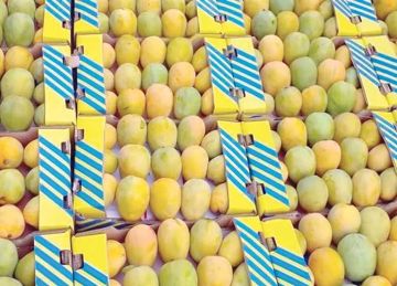 بإجمالى 7 آلاف طن لكل منهما.. سلامة الغذاء : المانجو والفراولة تتصدران صادرات الفواكه خلال أسبوع