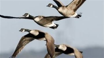 شمال سيناء تحدد الطيور المسموح بصيدها من أكتوبر حتى مارس المقبلين وتعلن تعليمات الصيد