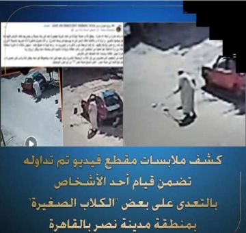 مسن يلاحق الكلاب الصغيرة ويعتدي عليها بمدينة نصر.. تفاصيل مسن يلاحق الكلاب الصغيرة ويعتدي عليها بمدينة نصر.. تفاصيل