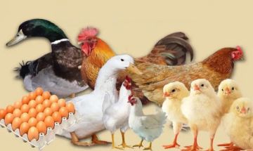أسعار الدواجن.. تعرف على أسعار الفراخ والبط والأرانب في الأسواق اليوم الخميس أسعار الدواجن.. تعرف على أسعار الفراخ والبط والأرانب في الأسواق اليوم الخميس