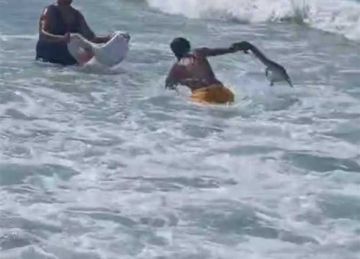 ظهور تمساح بشاطئ أبو تلات 2 في الإسكندرية.. و المصايف : زوار ربطوا فمه للعب به ظهور تمساح بشاطئ أبو تلات 2 في الإسكندرية.. و المصايف : زوار ربطوا فمه للعب به