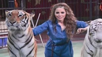 من قفص السيرك إلى السوق السوداء.. السجن المشدد يلاحق سارق النمر الأبيض 