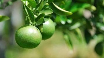 نشرة المرأة والمنوعات شاب يستعيد بصره بعد زراعة سن في عينه.. أضرار صحية لتناول البرتقال الأخضر قبل النضج نشرة المرأة والمنوعات شاب يستعيد بصره بعد زراعة سن في عينه.. أضرار صحية لتناول البرتقال الأخضر قبل النضج