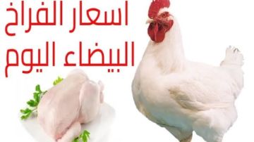 البانيه بـ200 جنيه.. أسعار الفراخ اليوم الثلاثاء 16سبتمبر
