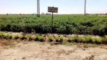 قبل صدور اللائحة التنفيذية.. رسوم وحالات تقنين أراضي وضع اليد بالقانون قبل صدور اللائحة التنفيذية.. رسوم وحالات تقنين أراضي وضع اليد بالقانون