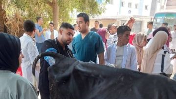 الزراعة: إجراء التلقيح الاصطناعي لـ42 ألف رأس ماشية الزراعة: إجراء التلقيح الاصطناعي لـ42 ألف رأس ماشية