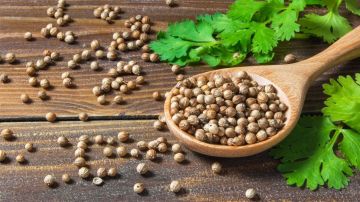 ماذا يحدث للجسم عند تناول الكزبرة؟