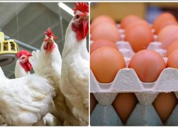 أسعار الفراخ البيضاء وكرتونة البيض اليوم الثلاثاء 16 سبتمبر 2025 في الغربية