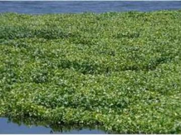 الري: نسبة الإصابة بورد النيل لا تتجاوز 3 من إجمالي المسطحات المائية بمصر