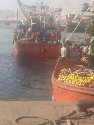 بعد توقف ٤ أشهر.. انطلاق موسم صيد الشانشولا ٢٠٢٥ في خليج السويس بعد توقف ٤ أشهر.. انطلاق موسم صيد الشانشولا ٢٠٢٥ في خليج السويس