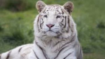 تفسير حلم النمر الأبيض.. 5 تأويلات مختلفة عدو أم حبيب؟