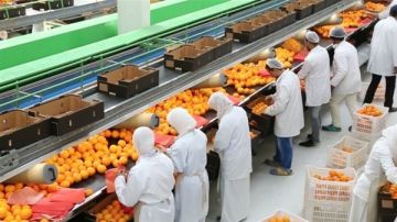 بزيادة 650 ألف طن عن 2024.. الصادرات الزراعية تحقق 7ملايين طن حاليا