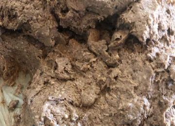 ضبط 103 أطنان لحوم مجمدة يشتبه في عدم صلاحيتها خلال حملة تفتيش بالعبور ضبط 103 أطنان لحوم مجمدة يشتبه في عدم صلاحيتها خلال حملة تفتيش بالعبور