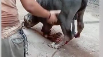 كسروا رجله.. فحص فيديو سحل عجل جاموس في الشارع بالحوامدية كسروا رجله.. فحص فيديو سحل عجل جاموس في الشارع بالحوامدية