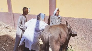 محافظ أسيوط: تحصين 76 ألف رأس ماشية ضد فيروس SAT-1 صور محافظ أسيوط: تحصين 76 ألف رأس ماشية ضد فيروس SAT-1 صور