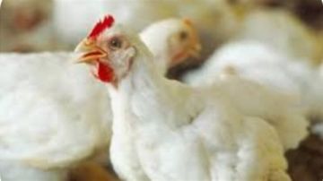 أسعار الدواجن والبيض بأسواق الوادي الجديد اليوم