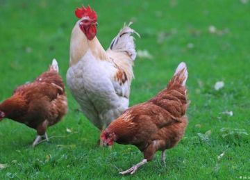 أسعار الفراخ البيضاء والبيض في مطروح اليوم الثلاثاء 23 سبتمبر 2025