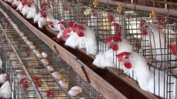 استقرار ملحوظ في الكيلو .. أسعار الفراخ اليوم الأحد 14-9-2025 والبيض ثابت