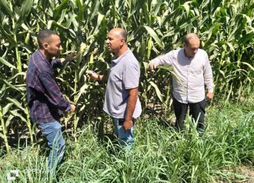 حصاد 351 فدان محاصيل صيفية وبستانية في أسيوط حصاد 351 فدان محاصيل صيفية وبستانية في أسيوط