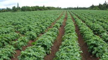 إشادة برلمانية بلقاء وزير الزراعة مع الجانب البريطاني.. يعزز التعاون ويدعم المزارع ويسهل نفاذ الصادرات المصرية إشادة برلمانية بلقاء وزير الزراعة مع الجانب البريطاني.. يعزز التعاون ويدعم المزارع ويسهل نفاذ الصادرات المصرية