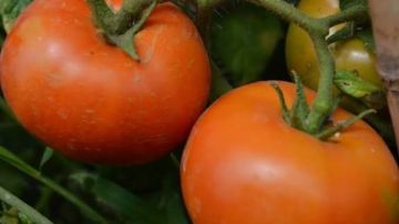 الزراعة: لا توجود طماطم في الأسواق مرشوشة بالإيثريل لتسريع النضج وتلوين الثمار