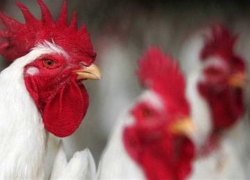 سعر الفراخ البيضاء والساسو وكرتونة البيض في الأسواق اليوم الأربعاء 10 سبتمبر 2025