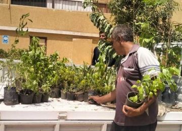 للوقاية من الشمس وتحسين جودة الهواء.. أسوان تتوسع في زراعة الأشجار