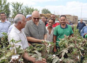 12 ألف جنيه لقنطار القطن.. افتتاح موسم جني الذهب الأبيض بكفر شكر في القليوبية