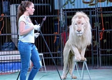 رغم عرضها 130 ألف جنيه.. فشل مفاوضات التصالح بين أنوسة كوتة وعامل سيرك طنطا