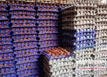 أسعار الفراخ والبيض اليوم الثلاثاء 2 سبتمبر 2025 بأسواق الأقصر