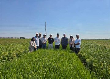 صنف جديد على موائد المصريين.. تفاصيل تجربة زراعة الأرز السنغافوري في الدلتا وموعد حصاده صنف جديد على موائد المصريين.. تفاصيل تجربة زراعة الأرز السنغافوري في الدلتا وموعد حصاده